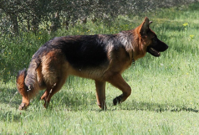 Hattyla Vom Herzogswappen