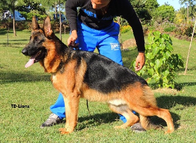 Vom Herzogswappen - HAPPOLON VOM HERZOGSWAPPEN CHAMPION DEBUTANT 2013 DE LA REUNION