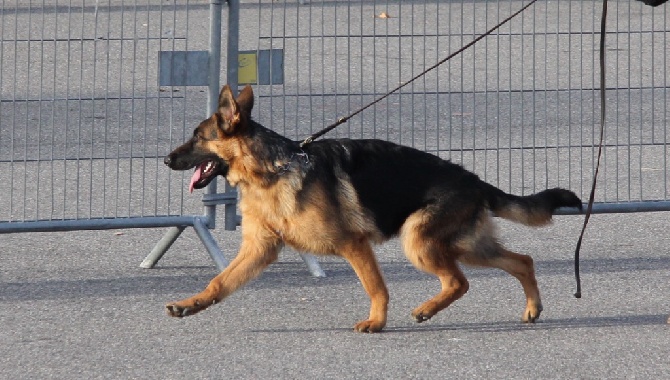 Vom Herzogswappen - Résultats CACIB Avignon 21 et 23 nov 2014