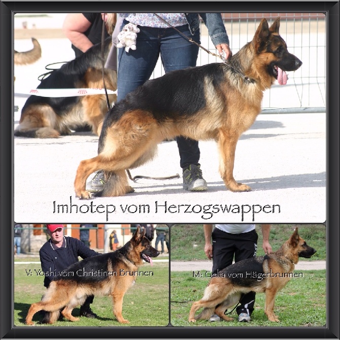 Vom Herzogswappen - Imhotep disponible pour saillies