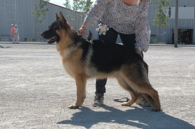Vom Herzogswappen - Irok meilleur puppy au CACIB et CACS et 3ème meilleur puppy de l'expo