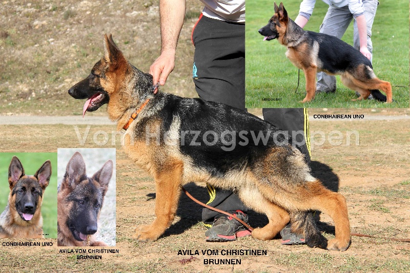 Photos des chiens