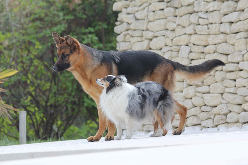 les chiens et la vie de tous les jours