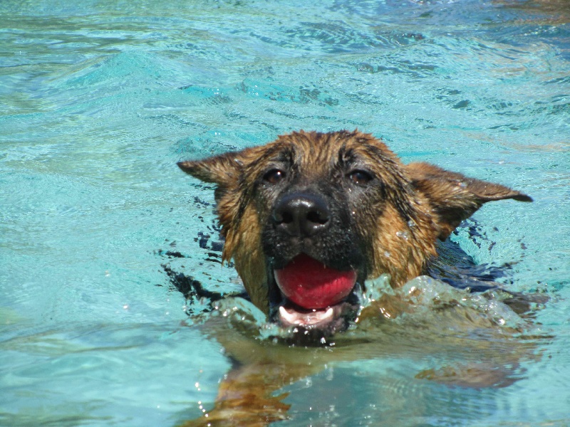 les chiens et l'eau...
