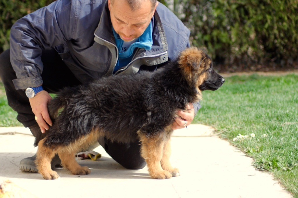 Vom Herzogswappen - Chiots disponibles - Berger Allemand Poil Long